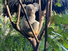 -广州长隆野生动物世界