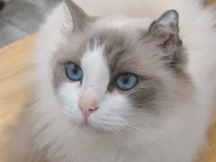 -楼上猫咖(罗湖店)