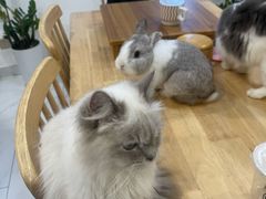 -楼上猫咖(罗湖店)