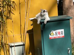 -西园寺素食(西园弄戒幢律寺店)