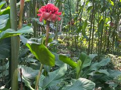 -中国科学院西双版纳热带植物园