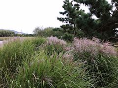 -羊亭河湿地公园