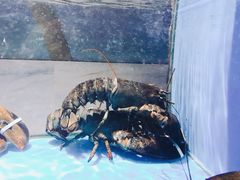 -郑庄脂渣海鲜楼(九水路店)