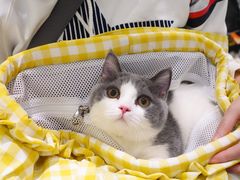 -momokira米努特·德文卷毛猫·棉花面纱犬