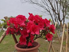 -盘龙城国家考古遗址公园