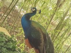 -舜耕山庄四时万和自助餐厅