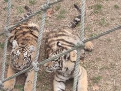 -西霞口神雕山野生动物世界