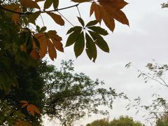 -上海佘山国家森林公园天马山园