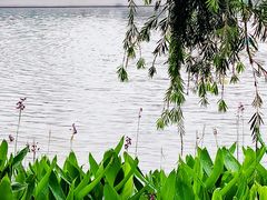 -荔湾湖公园