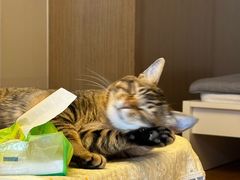 -博特宠物医院24h犬猫全科.骨科·异宠