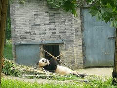 -都江堰中华大熊猫苑