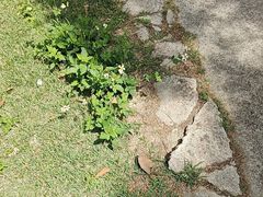 -广东花都香草世界旅游度假区