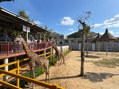 -西霞口神雕山野生动物世界