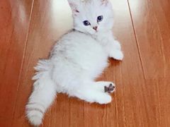 -翊宠yipet猫狗购宠庄园犬舍•猫舍