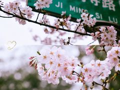 -鸡鸣寺