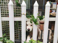 -吴日彪蒜香猪牛排(水巷口店)