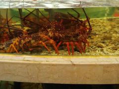 -白金汉爵大酒店(相城店)