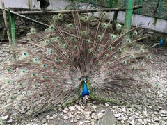 -藏龙百瀑风景区