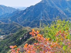-大岭沟猕猴桃谷风景区