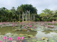 -中国科学院西双版纳热带植物园
