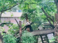 -成都动物园