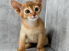 -小猫来了·猫舍(红山六九七九店)
