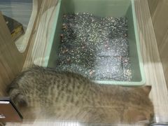 -屋虎猫馆(宝安大仟里店)