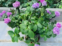 -金科花卉市场