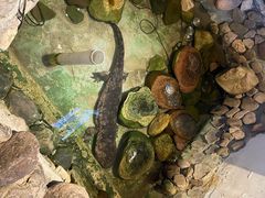 -印象鲵宴·张家界地标美食名片(溪布街店)