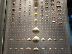 -贝林大翅鲸简餐厅(国家海洋博物馆店)