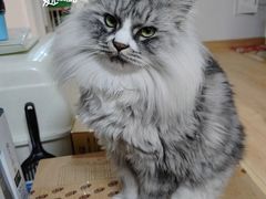 -萌兽医馆·眼科·异宠专科(三里屯店)