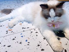 -喵喵咪呀布偶猫咖(春熙路店)