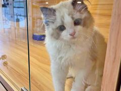 -猫十亿·布偶金渐层·曼基康矮脚猫舍(青年路店)