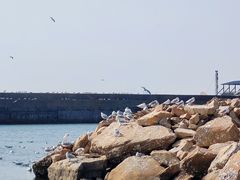 -巧克力渔家.小船海鲜胶东菜(万平口店)