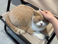 -伟伟宠物医院·CT影像中心·瑞派犬猫综合性门诊(汉口总院)