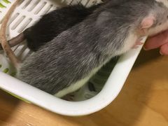 -藦茜花园宠物主题亲子互动体验馆(国顺东路店)