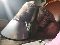 -瑞派宠物医院·24h·骨外科·皮肤科·全科宠物医疗转诊中心(沈阳浑南院)