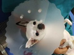 -西安京西宠物医院·瘫痪·疑难杂症