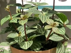 -鹿岛会员店 (龙湖三千集天街店)