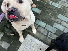 -镇南锅盖面馆(解放路店)