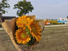 -杭州湾海上花田景区