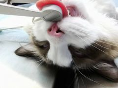 -关爱宠物医院·猫科中心·消化科(滨湖万达分院)