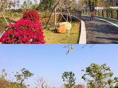 -王借岗森林公园