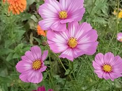 -上海滨江森林公园