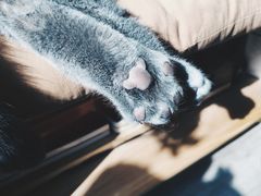 -海边的猫和咖啡馆
