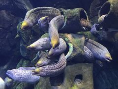 -珠海长隆海洋王国