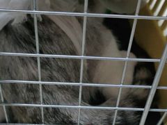 -宠福鑫康馨动物医院·骨科·眼科