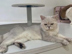 -COLOR PETS 撸猫馆·购猫·猫咖(长风大悦城店)
