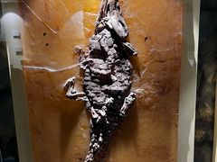 -辽宁古生物博物馆