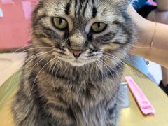 -藏猫猫咖啡主题馆(中央大道店)